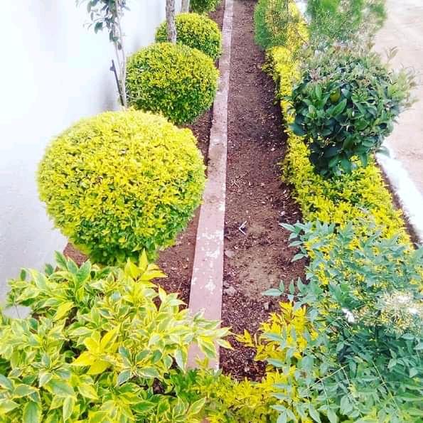 Mbiza Landscape and Projects