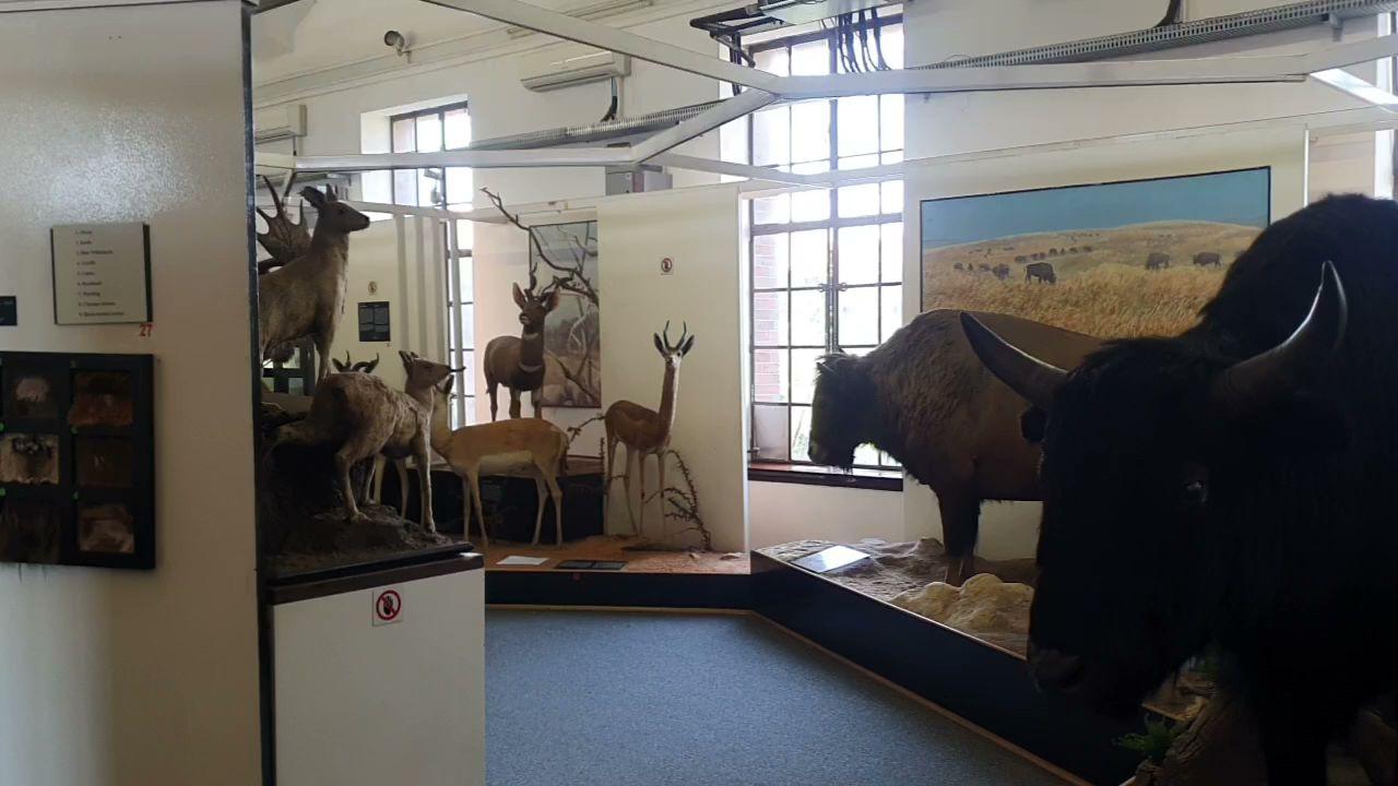 Ditsong National Museum of Natural History