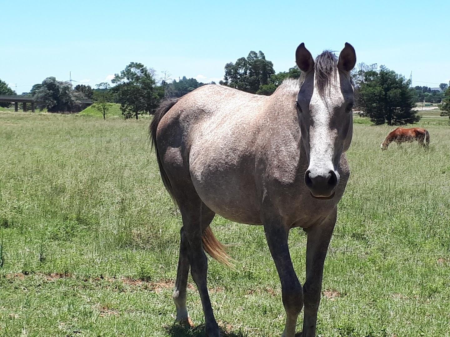 Diamond Equestrian Centre
