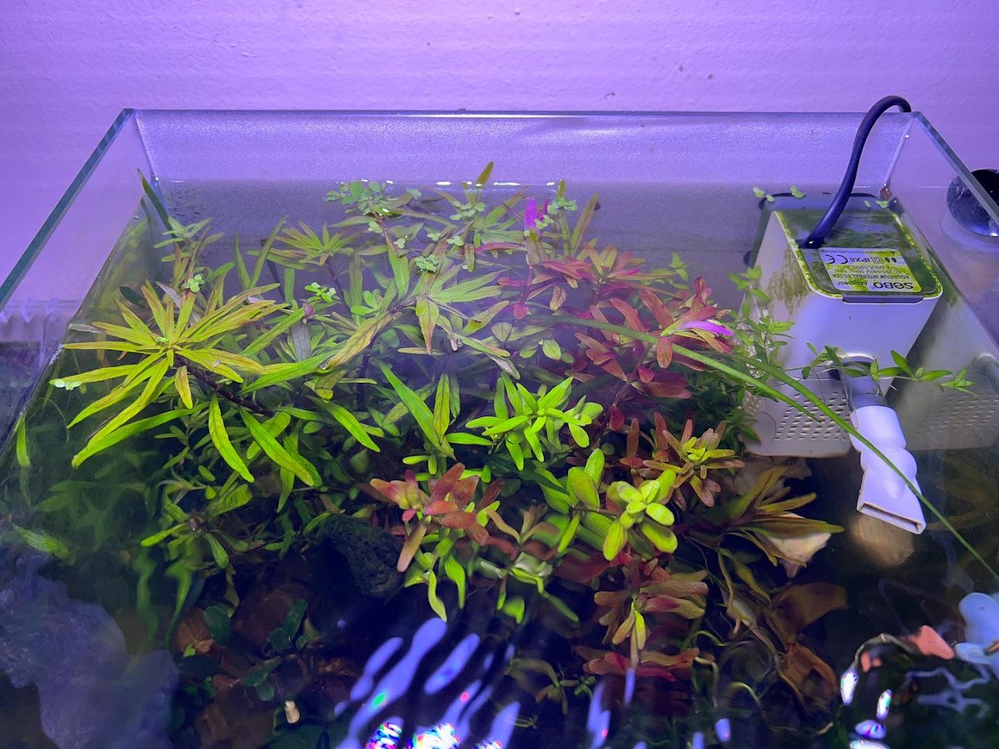 Aquatic Plants SA - Aquarium / Terrarium / Carnivorous / pond plants