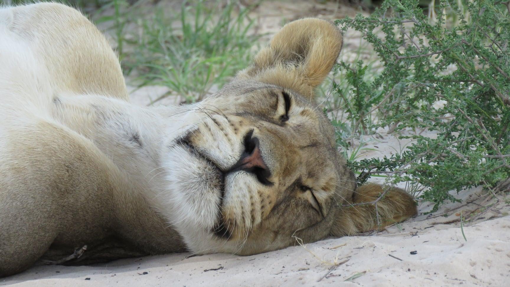 Kgalagadi Outdoor Camping &amp; Leisure