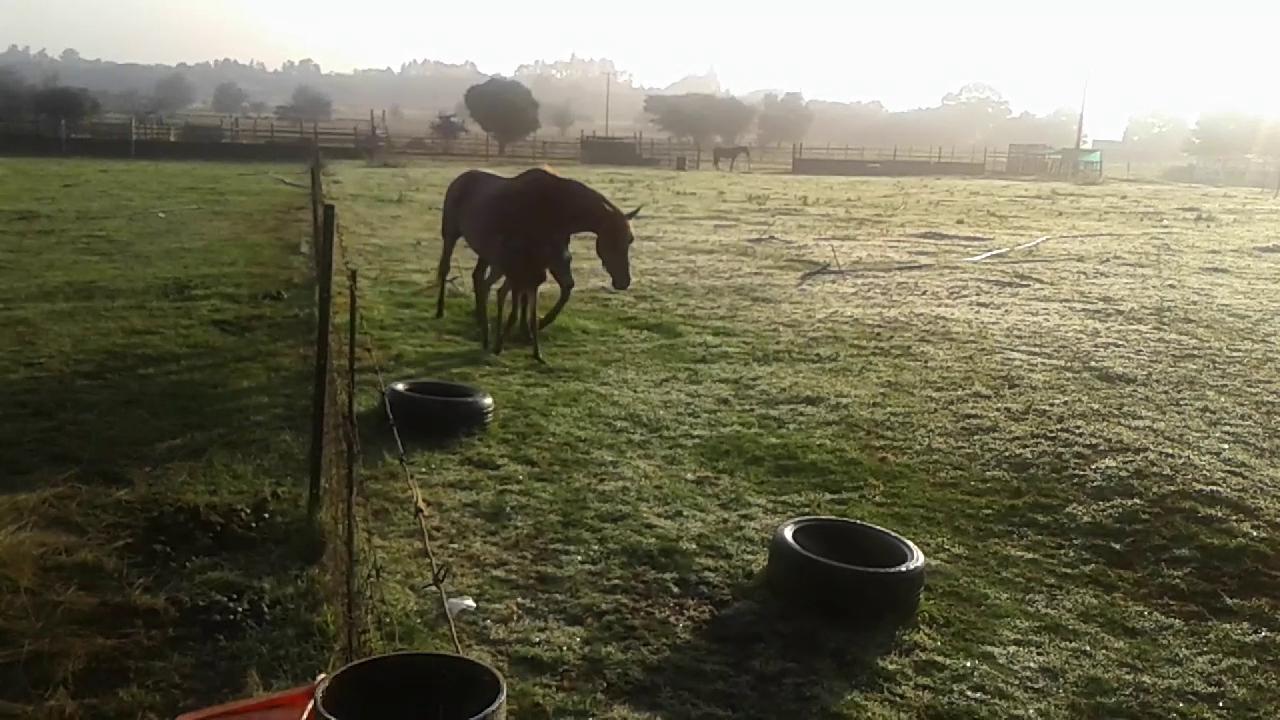 Miracle Hooves