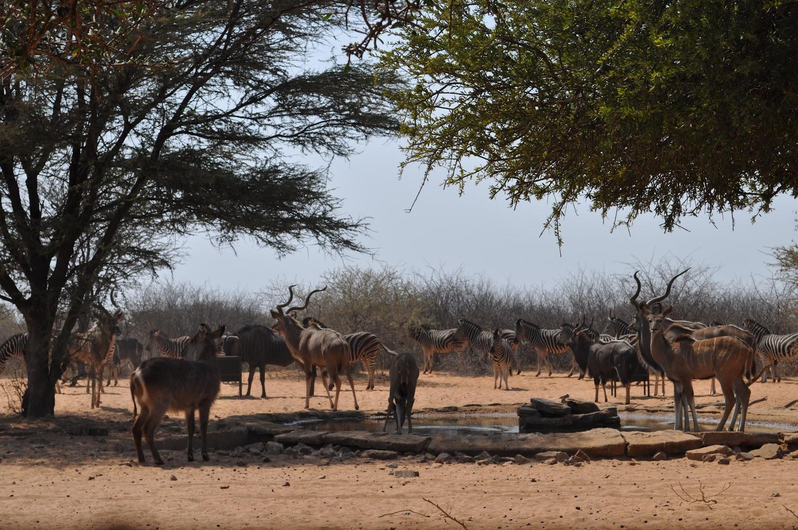 Afriventure Safaris