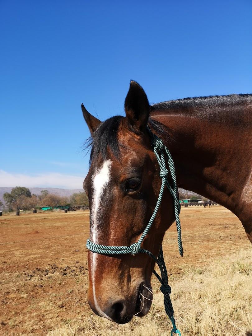 MAESTRO Equestrian Centre