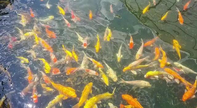 PTA Wes Koi Centre