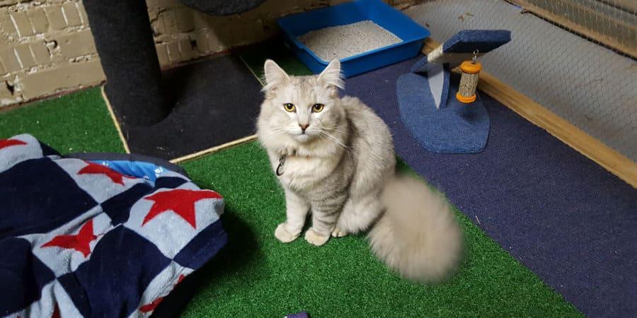 Pretoria Cat Lodge