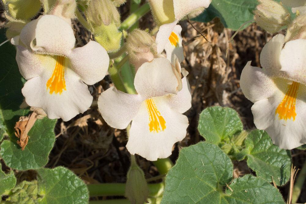Ezulwini Herbal
