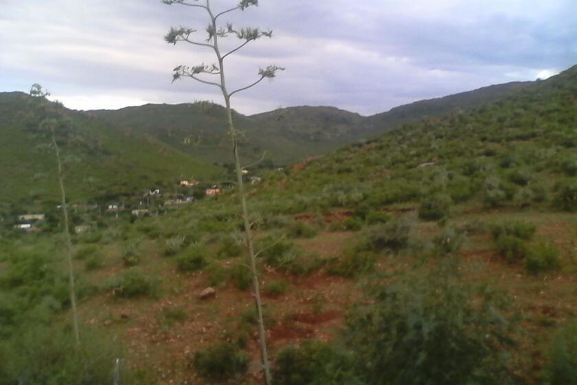Refilwe