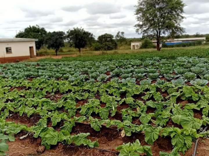 Xigijima Maluleke Trading (Pty) Ltd