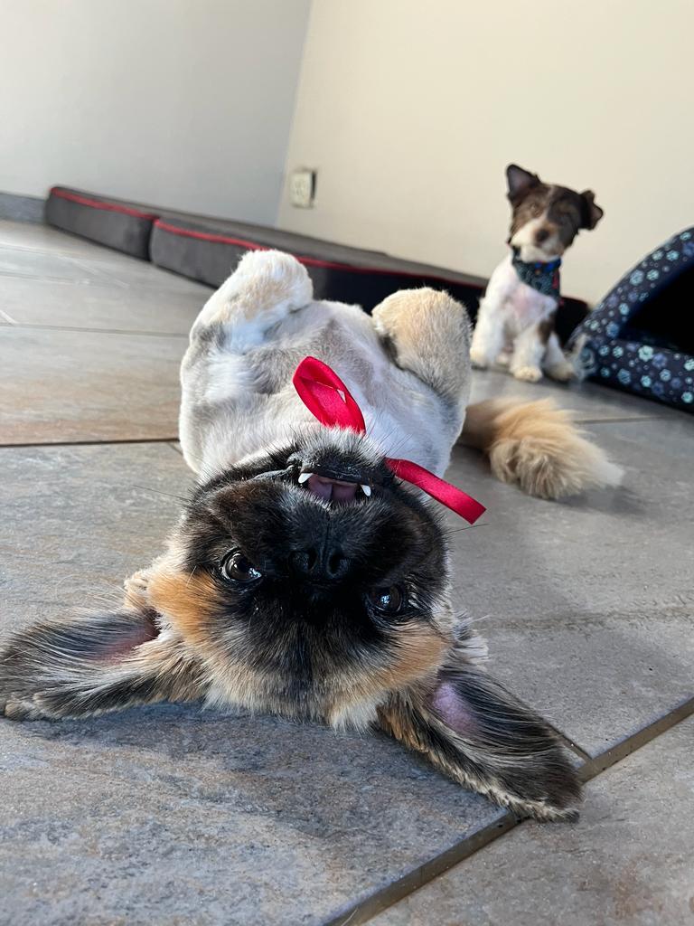 Vroom Vroom Paw Groom