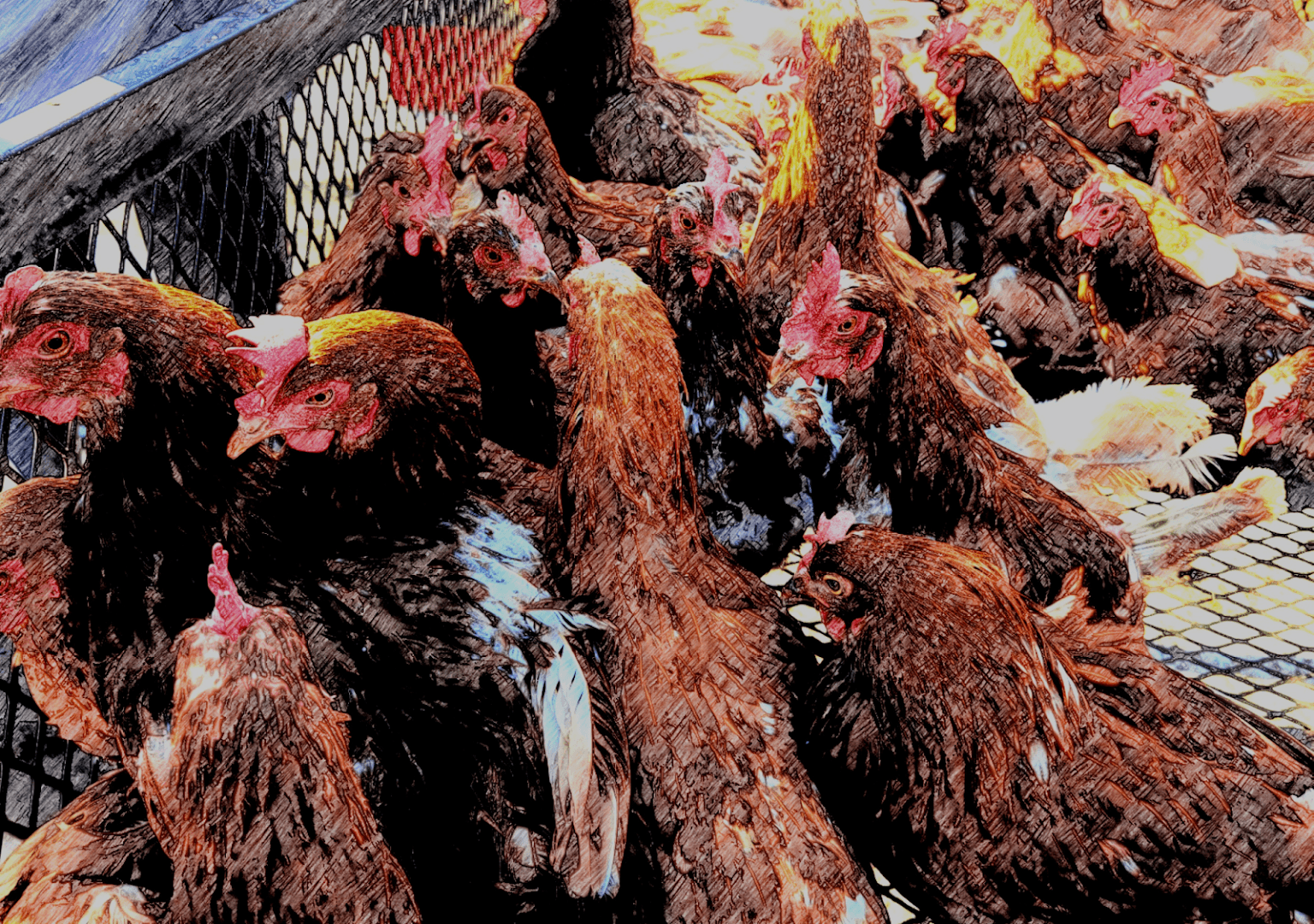Media