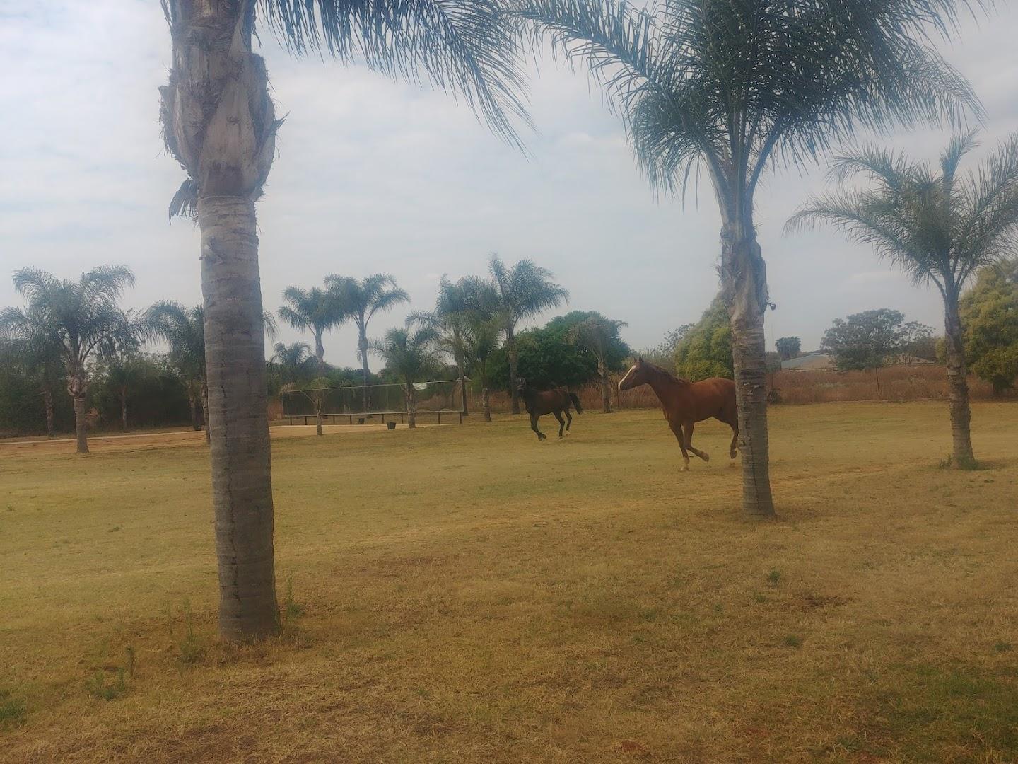 HORSES IN THE PARK