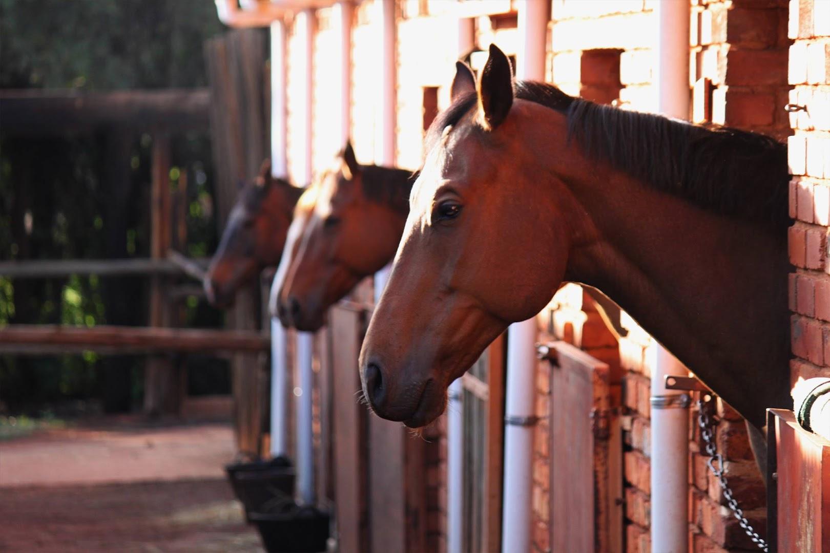 CG Equestrian