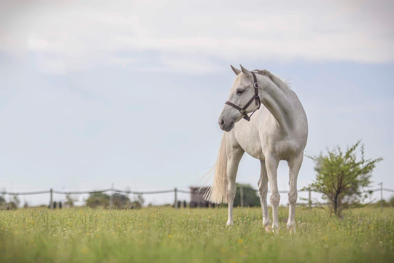 Chrichadi Equestrian Training Centre