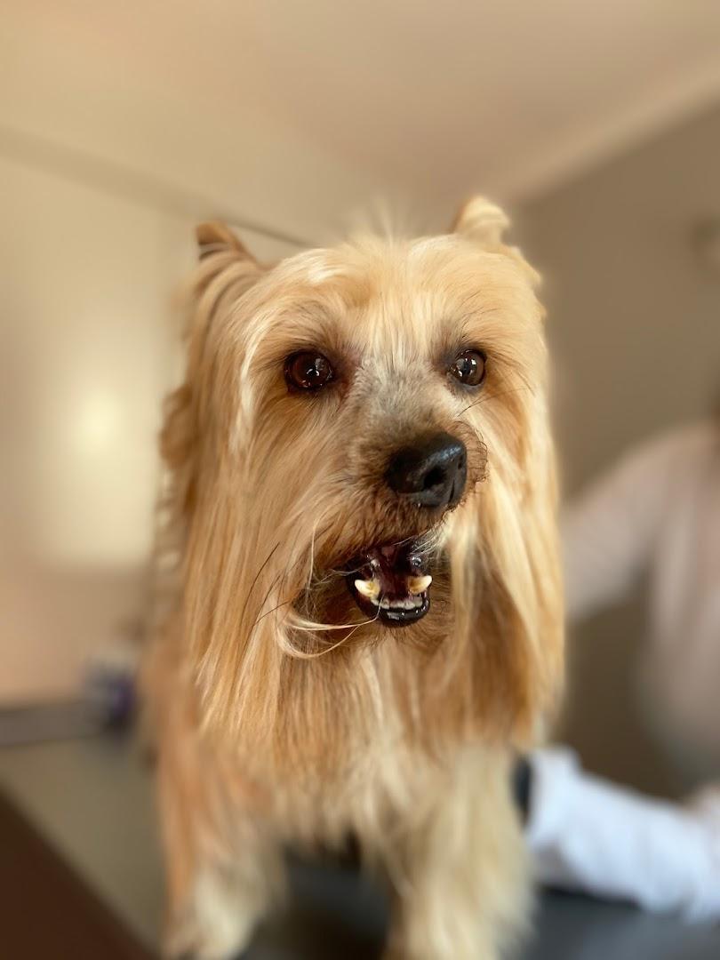 Brawe Brak Hondesalon (Doggy Parlour)