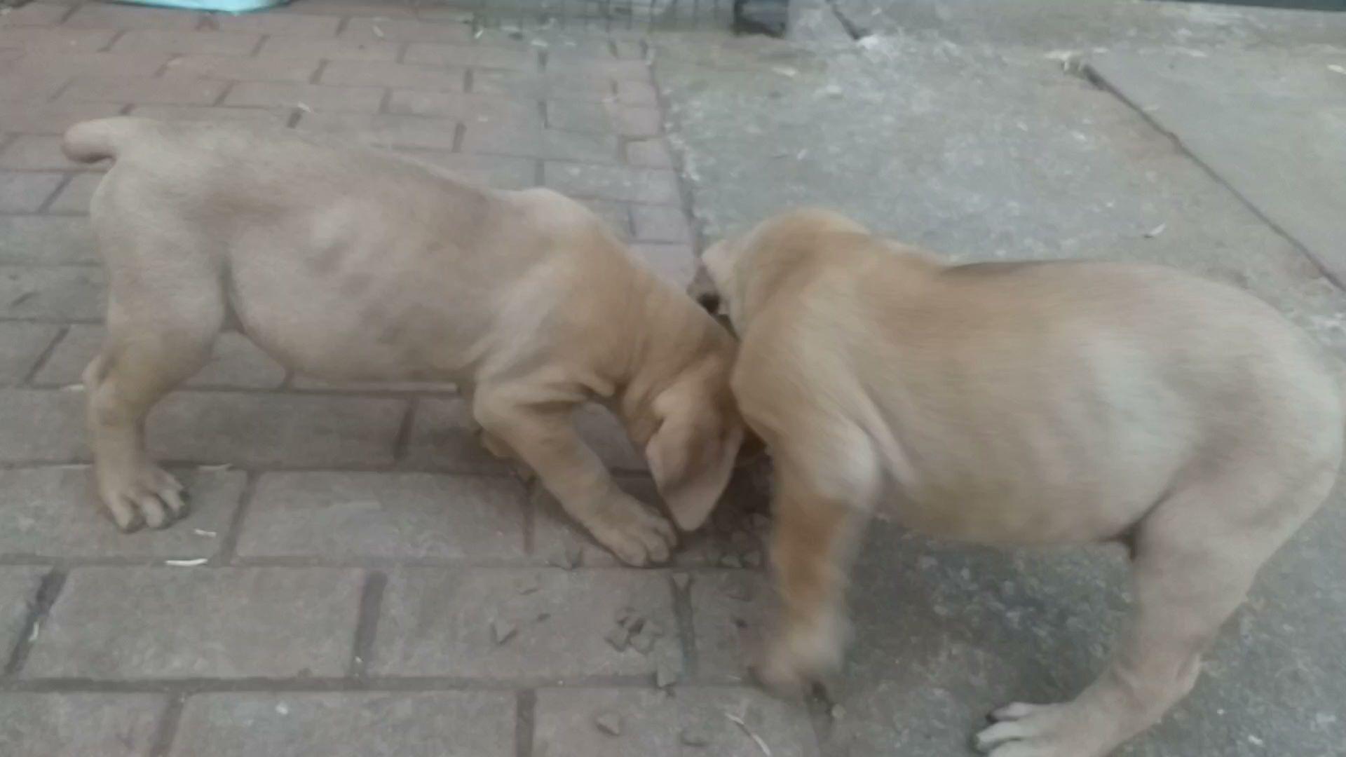 G-boerboels Breeding