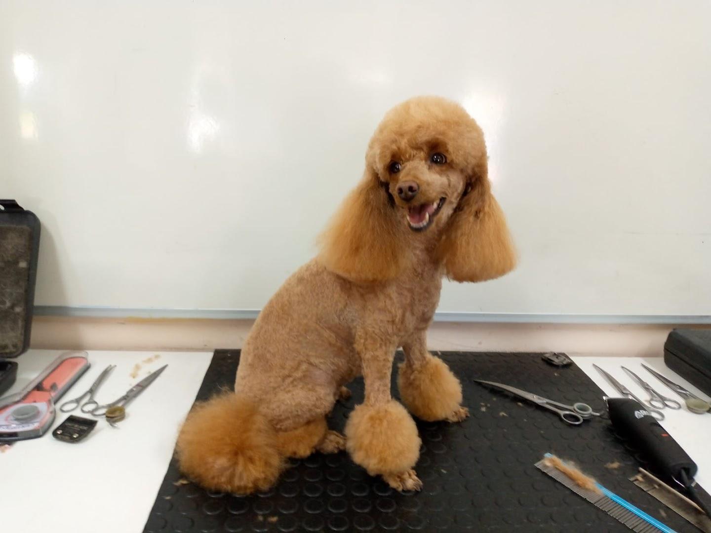 VIP Dog Grooming