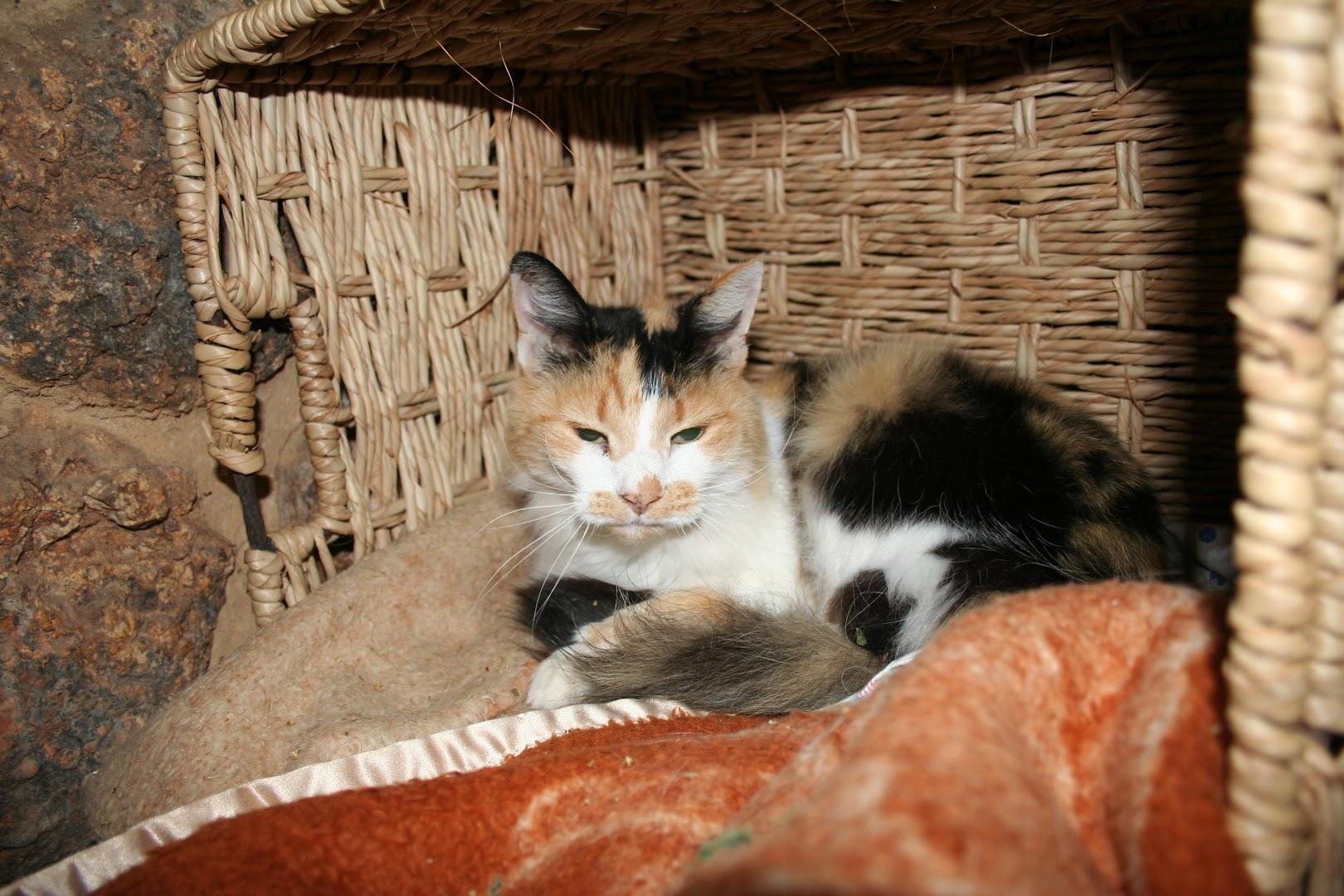 La Brie Kennels, Cattery &amp; Pet Store
