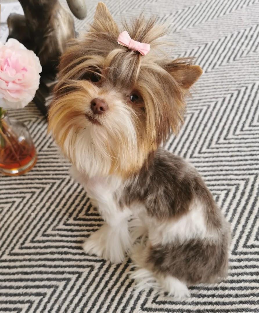 SHEER PERFECTION PETS GROOMING PARLOUR