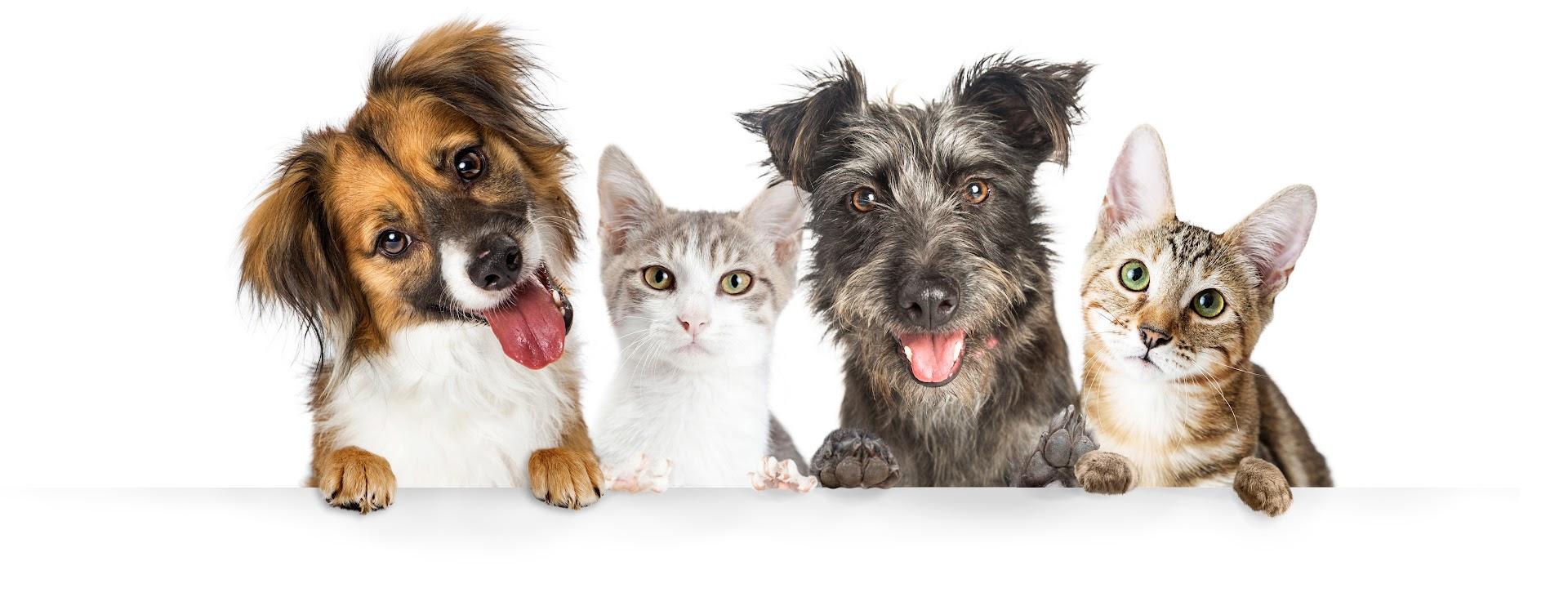 Queenswood Animal Clinic