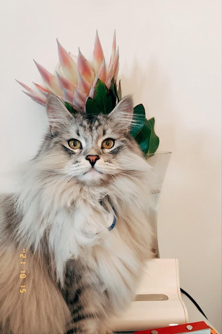 The Pet Gals- pet/house sitting service