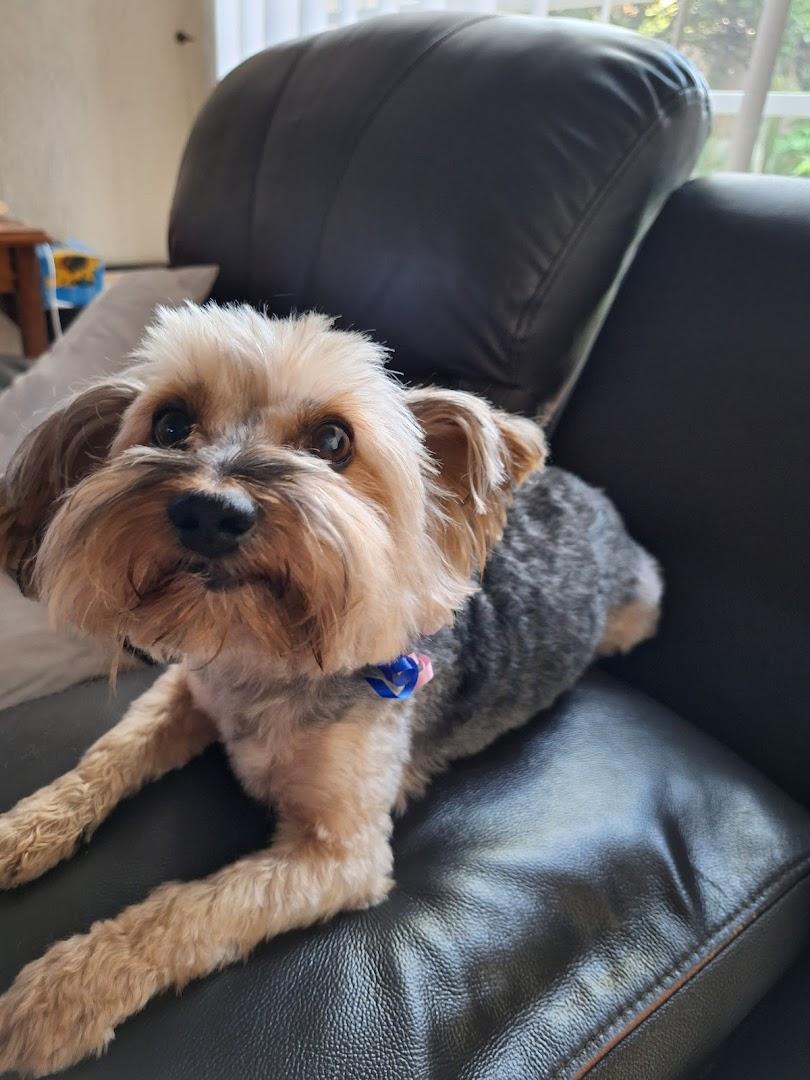 Mutt Cuts Dog &amp; Cat Grooming parlour