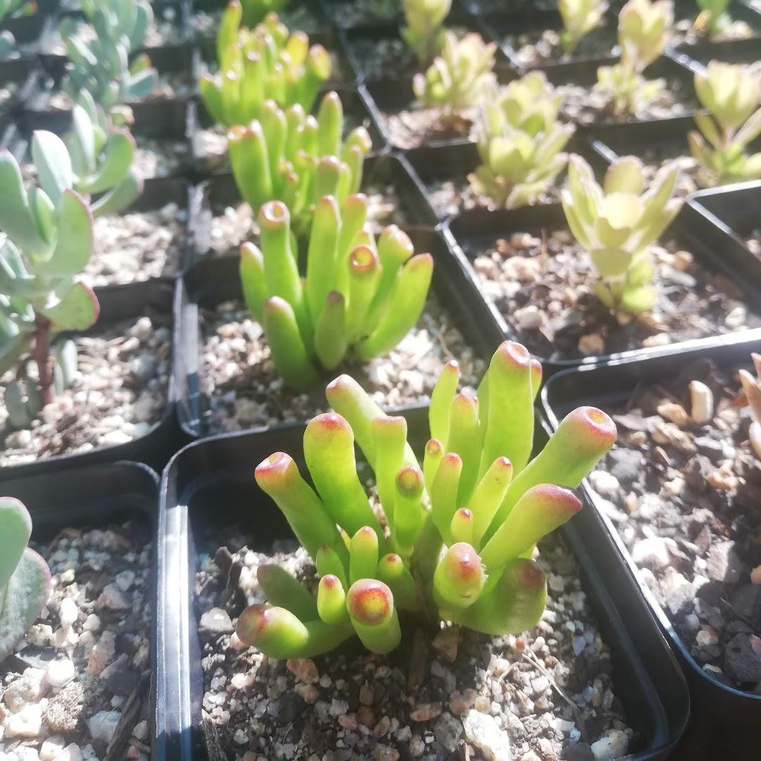 Sandy-Sun Succulents &amp; Cacti
