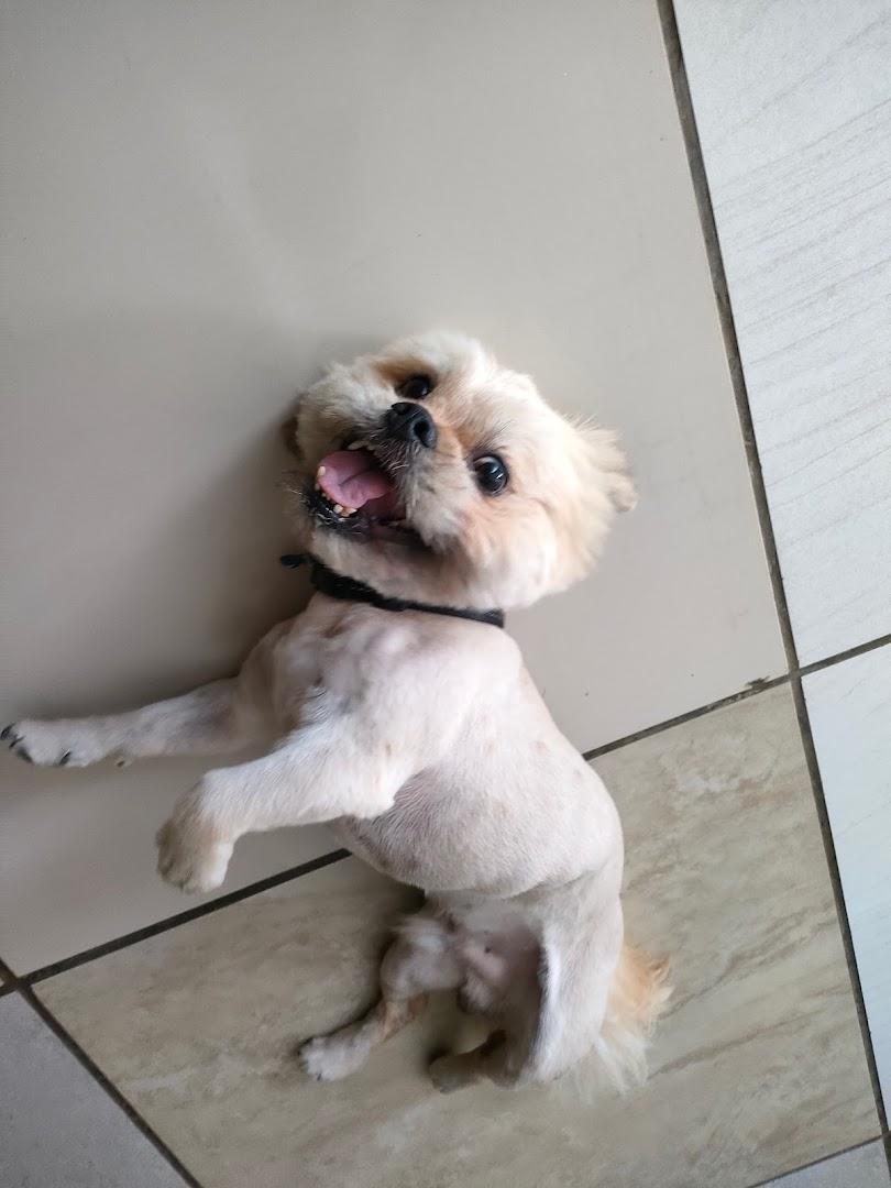 Eldo Pets Doggy Parlour