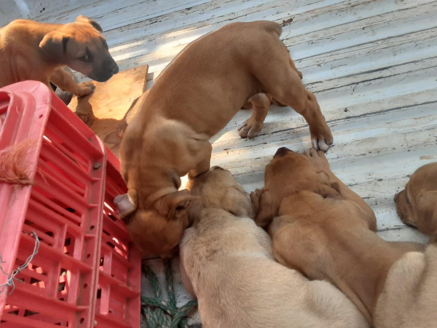 Themba Animal Clinic