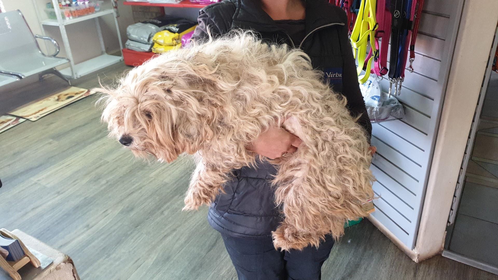 Cats And Dogs Grooming Parlour