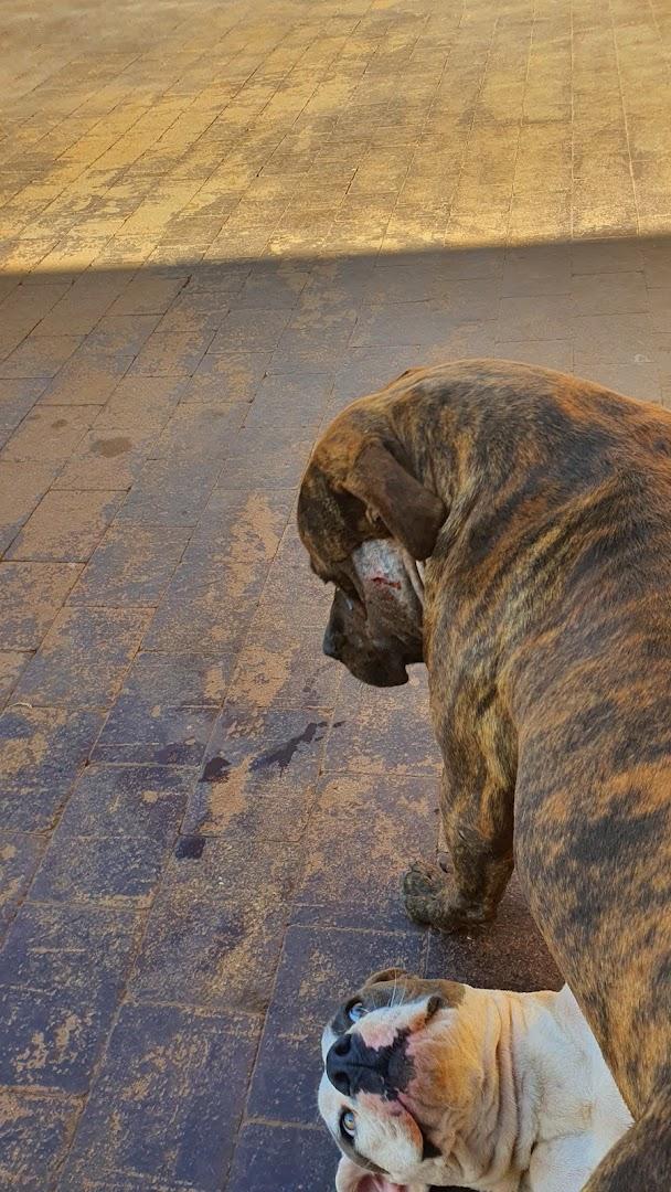 Erasmia Vet Clinic