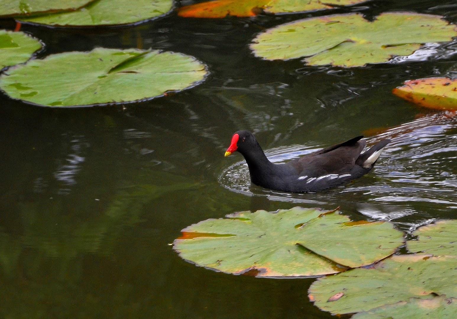 PNBG Wetland