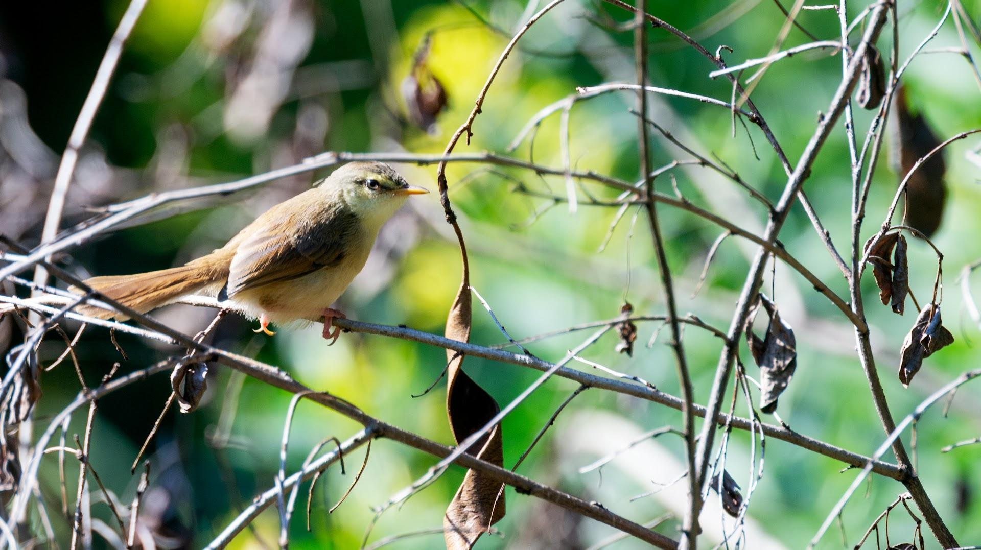 Chamberlain Bird Sanctuary
