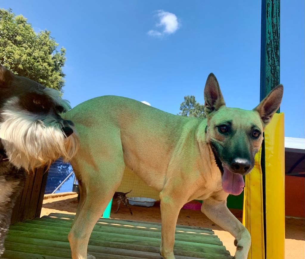 The Barking Lot Dog Day Care