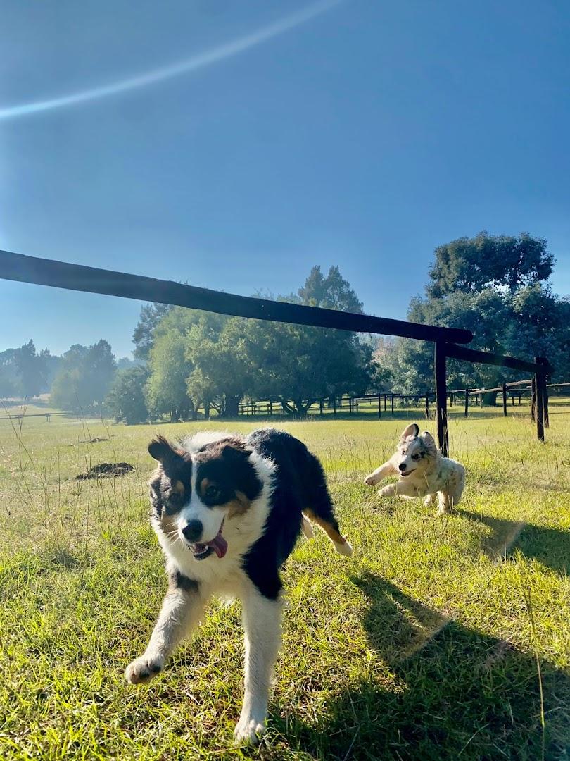 Pin Oaks Kennels