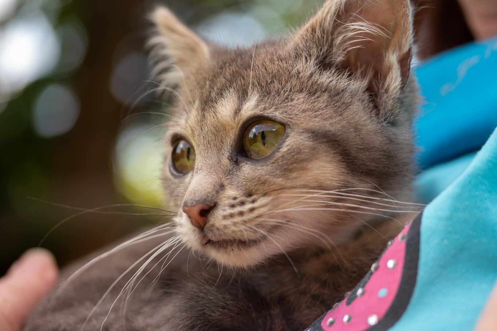 Outkittened Cat and Kitten Rescue