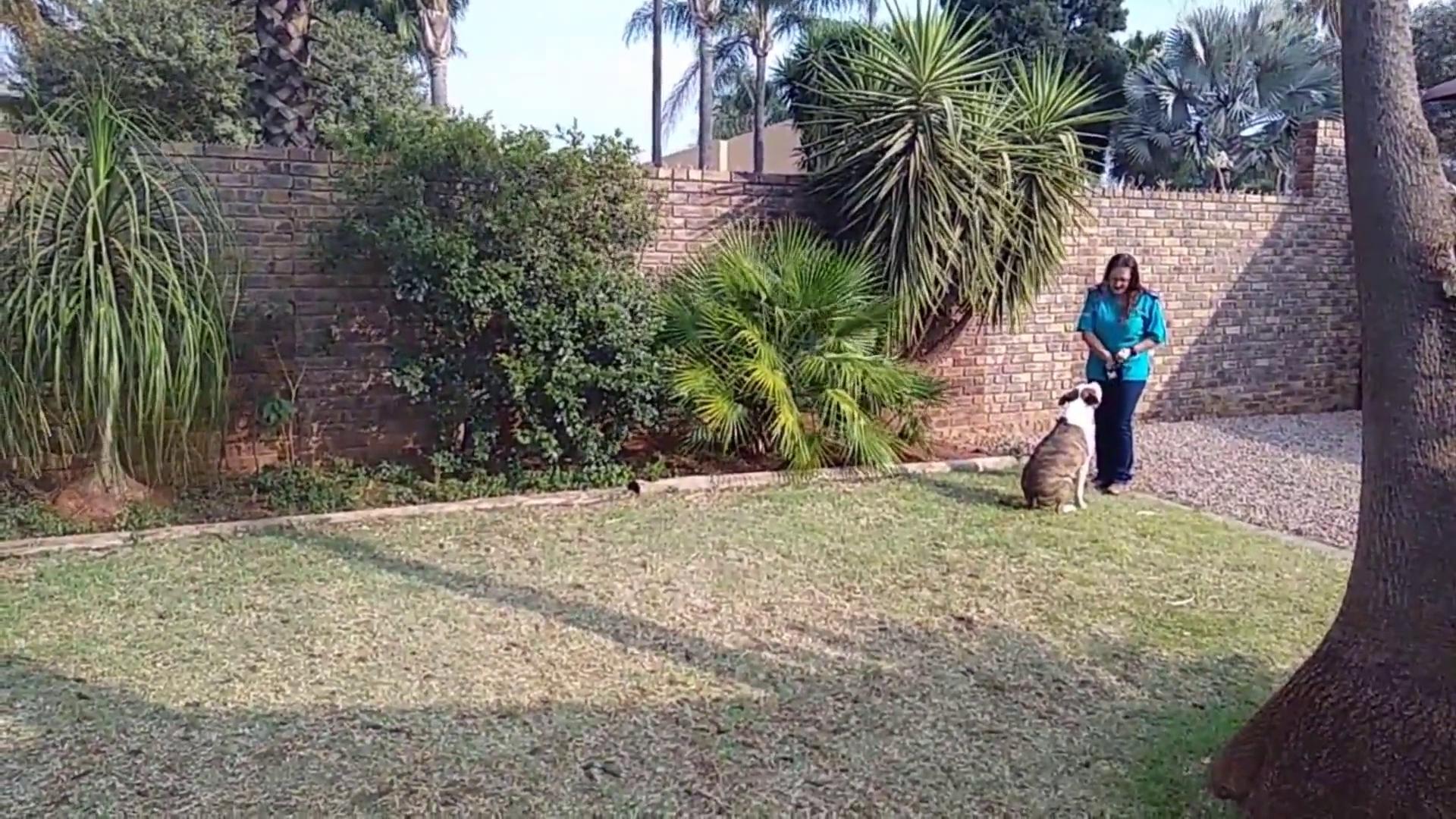 Pink paws dog and puppy training school