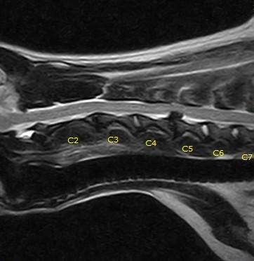 Pretoria Pet MRI