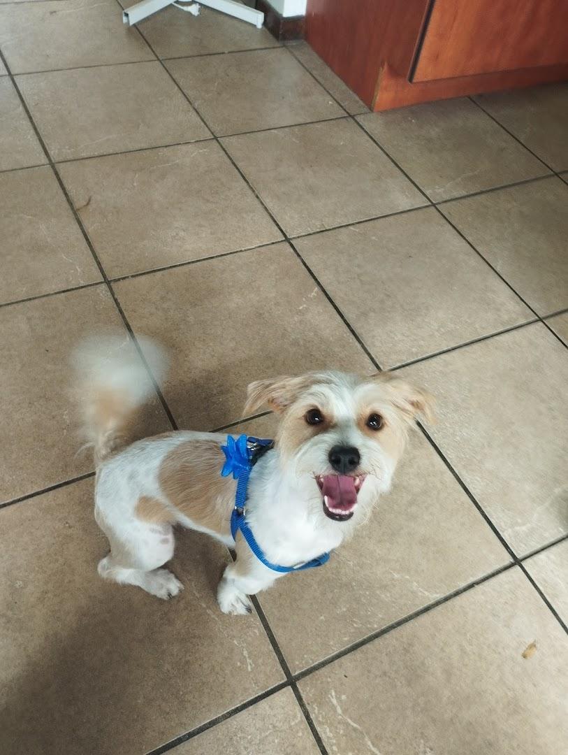 Maestro Grooming (Dog &amp; Cat Grooming)