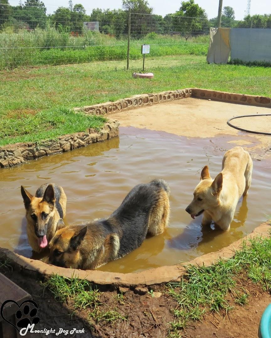 Moonlight Estates Dog Park