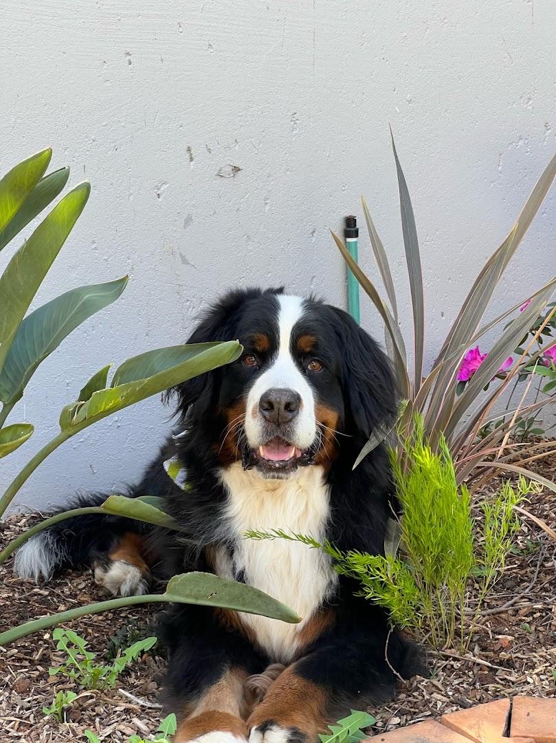 Pet Care Pretoria