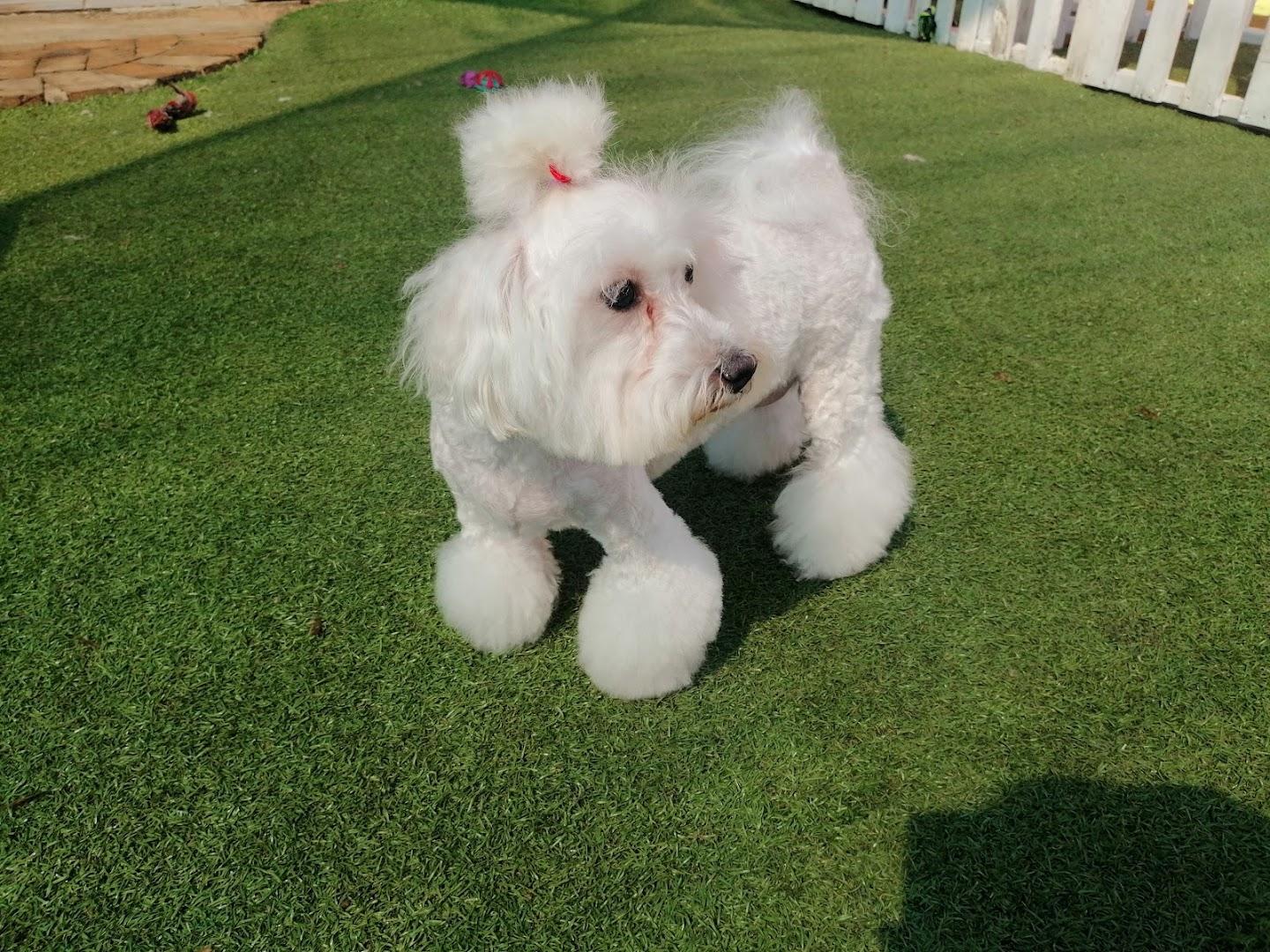 Paws n Tails Doggy parlour