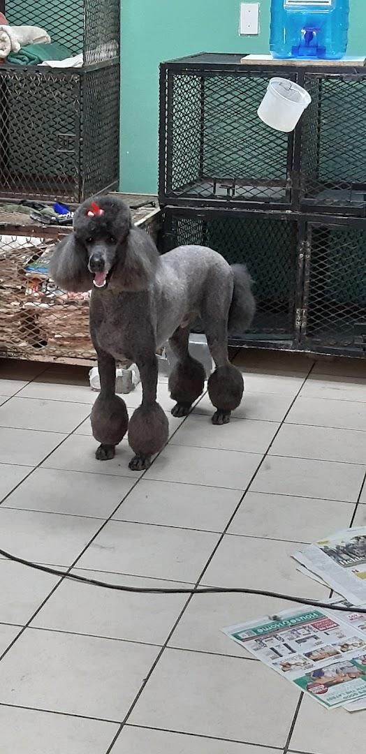 Proud Dog Salon