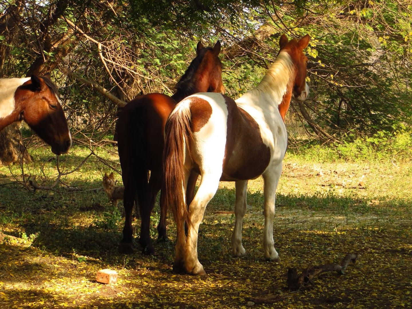 Healing with Horses