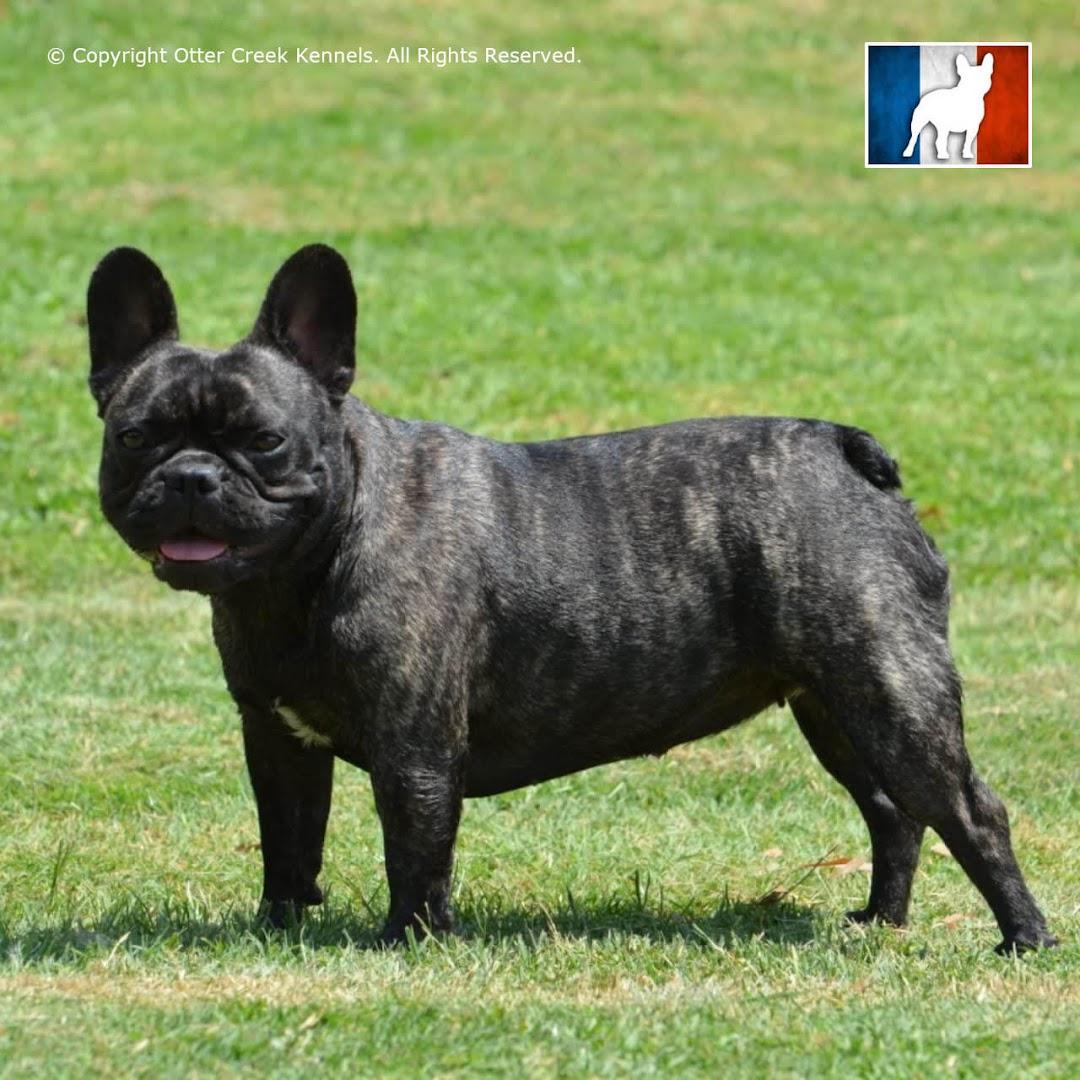 Otter Creek French Bulldogs