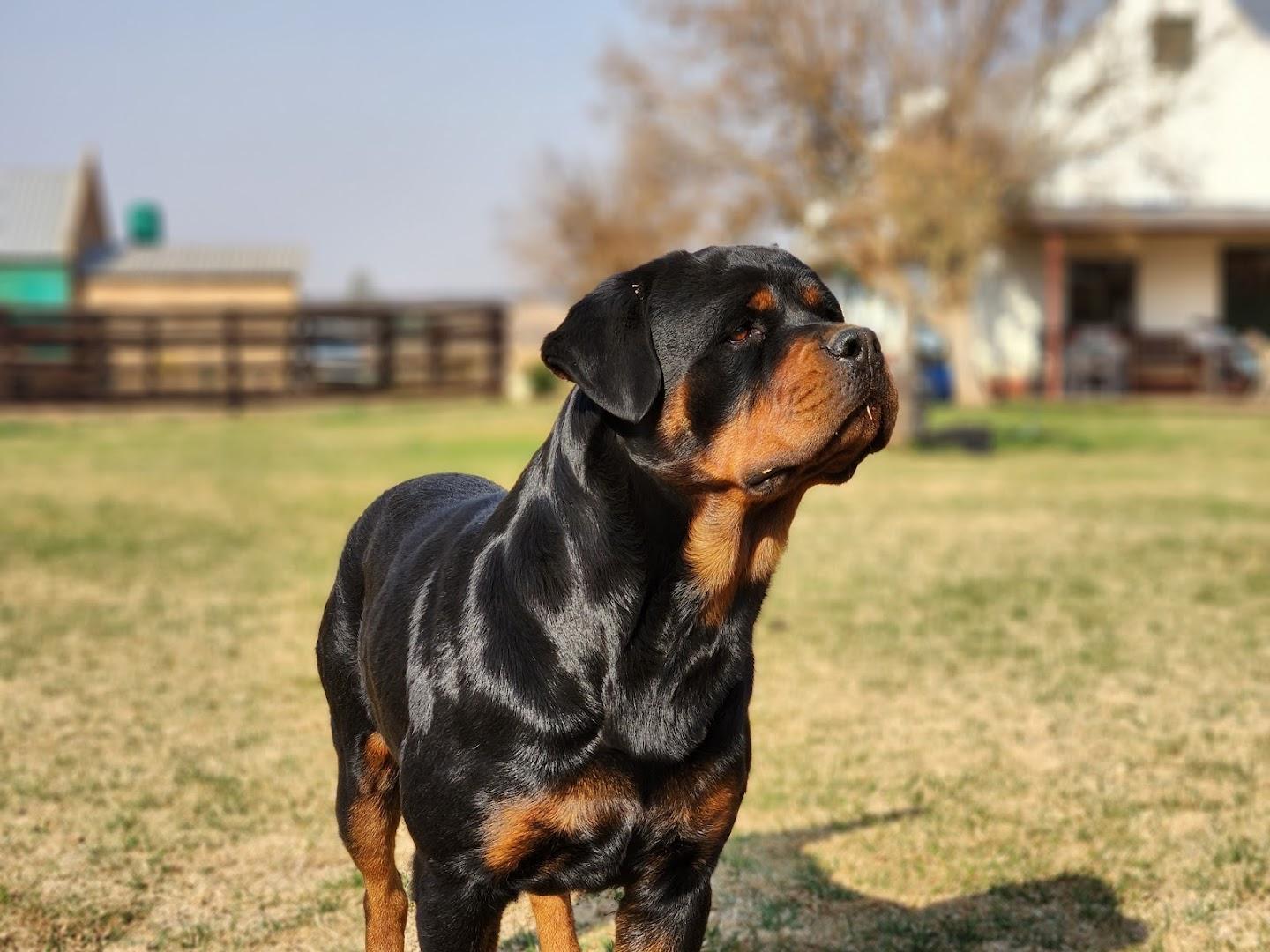 Vom Eisenwacht Rottweilers