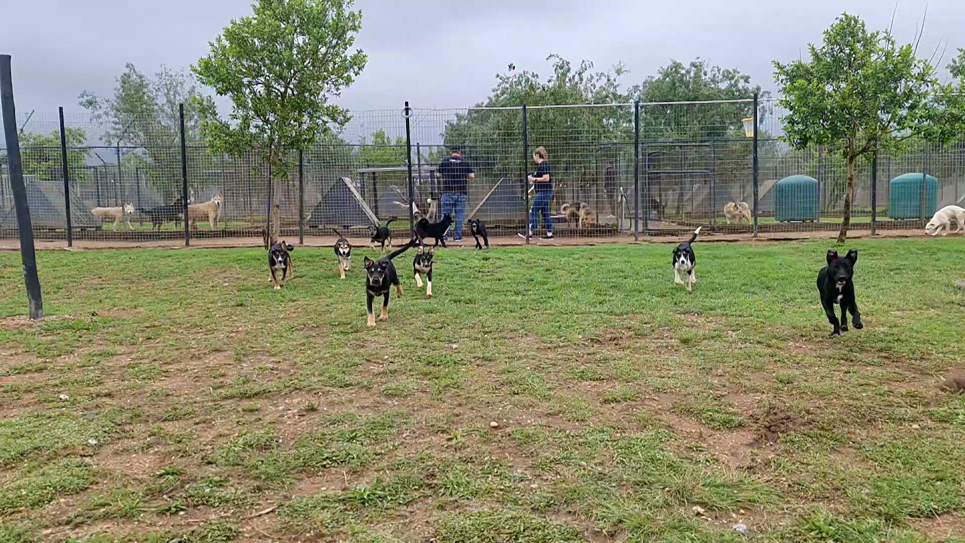Husky Heaven Rescue
