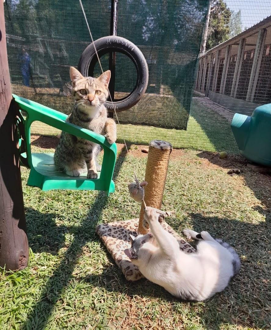 Xantah Kennels &amp; Cattery