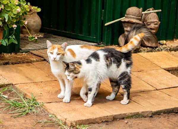 Friends of Ferals