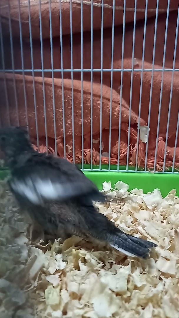 Birdify